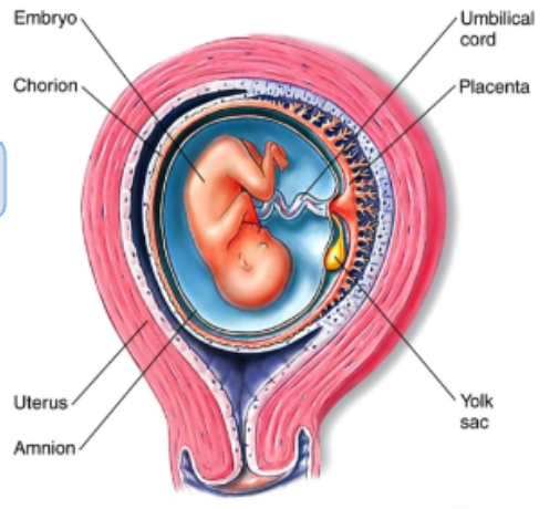 <p>• “placental mammals”</p><p>• better placenta for longer gestation</p><p>• young more developed at birth</p><ul><li><p>viviparous </p></li><li><p>most diverse and widespread mammals </p></li></ul><p></p>