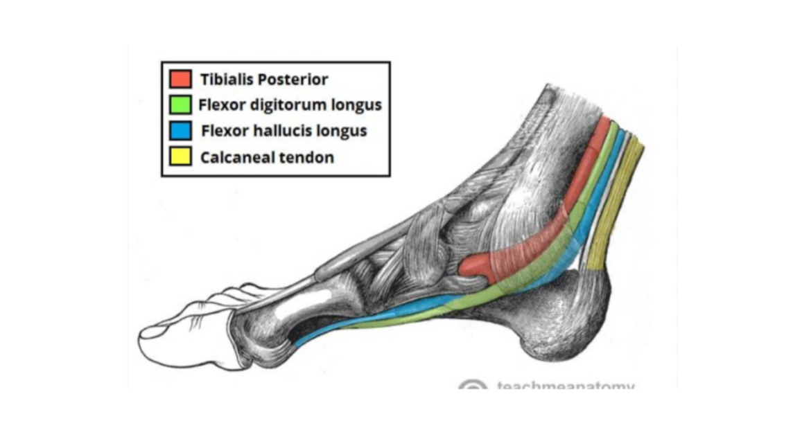 <p>Origem, inserção, inervação e função do m. <span>flexor longo do hálux:</span></p>
