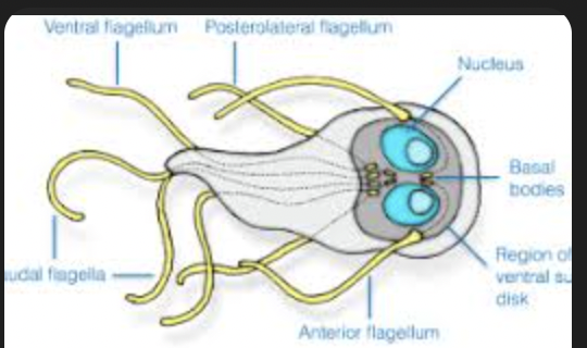 <p>euk, protista</p>