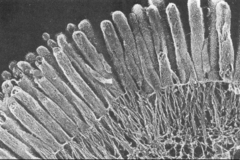 <p>By moving around, the microvilli are increasing the amount of surface area available to absorb nutrients from chyme. this maximizes the absorption possible in the small intestine.</p>