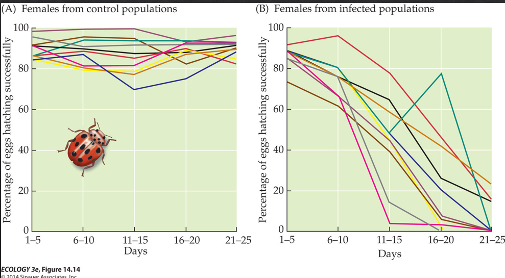 <p>Infect populations have lower chance of successful eggs because of fewer resources</p>