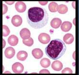 <p>Lymphocytes</p>