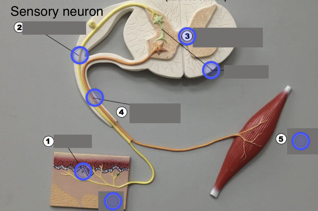 <p>(Unipolar) Sends signal to CNS</p>