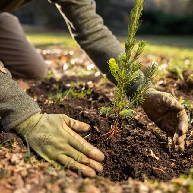 <p>Planting</p>