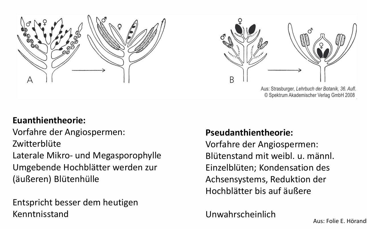 <p></p><ul><li><p>Karpelle: vor 175-200 Mill. Jahren, Archaefructus, 125 Mill. Jahre -> Einrollen des Megasporophylls zum Schutz der Samenanlage (hypothetisch)</p></li><li><p>Doppelte Befruchtung: bei Gnetales: Ephedra, Gnetum - Alter unklar</p></li><li><p>Blütenhülle (Perianth): Bennettitales, Archeanthus, 100 Mill. Jahre</p><ul><li><p>Euanthientheorie: Vorfahren Angiospermen mit Zwitterblüten, laterale Mikro- und Megasporophylle, Achse verkürzt, Spezialisierung, umgebende Hochblätter werden zur äußeren Blütenhülle</p></li><li><p>(Pseudanthientheorie: Vorfahren hatten Blütenstand mit wl und ml Einzelblüten, Kondensation Achsensystem, Reduktion der Hochblätter bis aufs äußere)</p></li></ul></li><li><p>-> älteste Pollen ca. 137 Mio. Jahre alt, Zuordnung früher Fossilien oft unsicher (nur Teile von Pflanzen -> lässt sich schlecht auf Ganze schließen), Angiospermization (schrittweiser Erwerb der Merkmale in der Evolution)</p></li></ul><p></p>