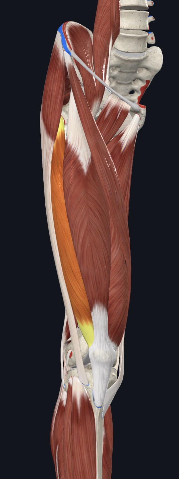 <p>Anterior Thigh</p>