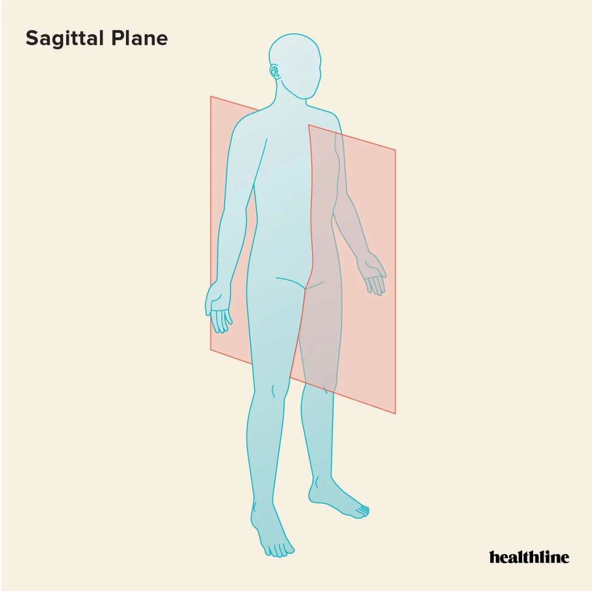<p>Sagittal Plane </p>