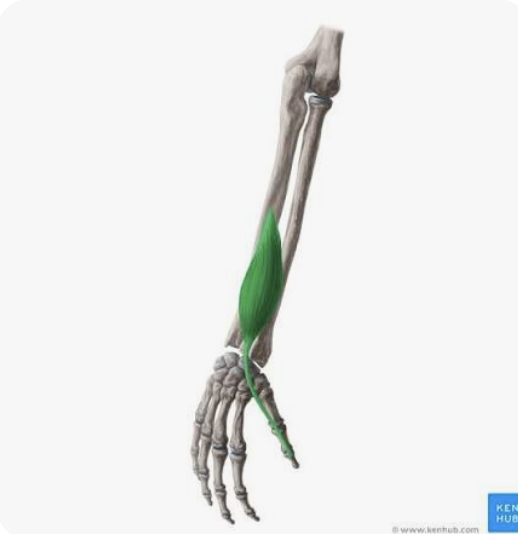 <p>O: Posterior surface of the ulna; interosseous membrane</p><p>I: Dorsal base of the 1st distal phalanx</p><p>A: Extension of the thumb; abduction of hand</p><p>N: Radial nerve</p>