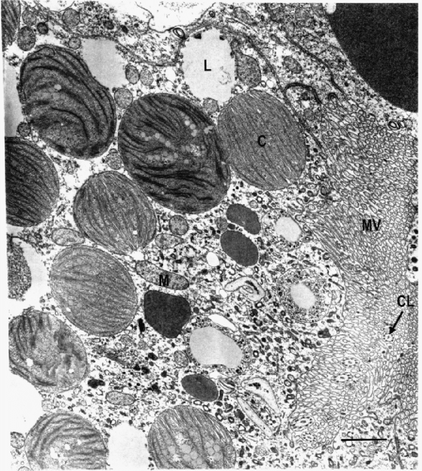 term image