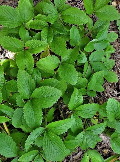 <p>veined and toothed leaves in 3 clumps</p>