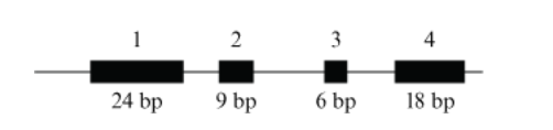 <p><span>The diagram shows the size and position of the exons (numbered) and introns (lines) of a gene that codes for hypothetical Protein </span><strong>X</strong><span>, which can exist as two isoforms (either 16 or 17 amino acid residues long).</span></p><p><span>Which technique can be used to determine if a sample of cells expresses both isoforms?</span></p><p><strong>A. </strong>Synthesize cDNA from Protein <strong>X</strong> mRNA using primers overlapping exons 1 and 4, followed by gel electrophoresis and band visualization.</p><p><strong>B. </strong>Separate Protein <strong>X</strong> mRNA by gel electrophoresis and visualize band pattern using a DNA probe complementary to exon 3.</p><p><strong>C. </strong>Perform a PCR of Protein <strong>X</strong> genomic DNA using primers overlapping exons 1 and 3, followed by gel electrophoresis and band visualization.</p><p><strong>D. </strong>Perform a restriction digest of Protein <strong>X</strong> genomic DNA using an endonuclease that cuts in the middle of exon 2, followed by gel electrophoresis and band visualization.</p>