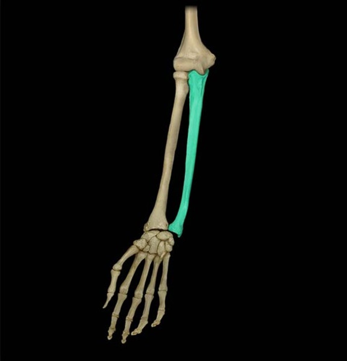<p>Medial bone of the lower arm.</p>