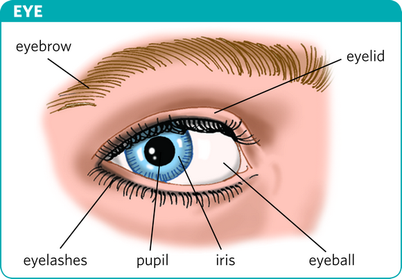 <p>pupils (n) </p>
