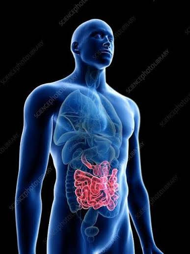 <p>small intestine</p>