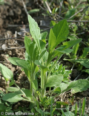 <p>Enoletna suholistnica-Erigeron annuus</p>