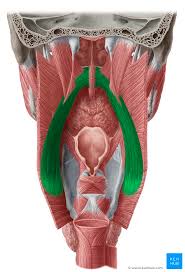 <p>-inserts into the posterior border of the thyroid cartilage and into the posterior wall of the pharynx </p>