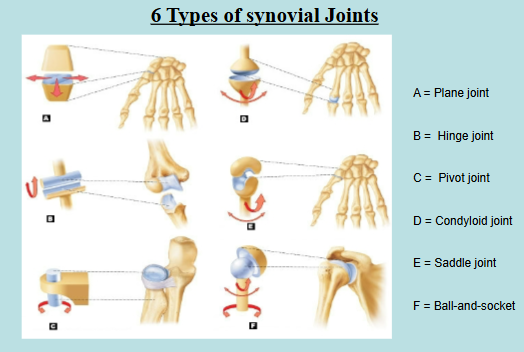 <p>Types of Synovial Joints</p>