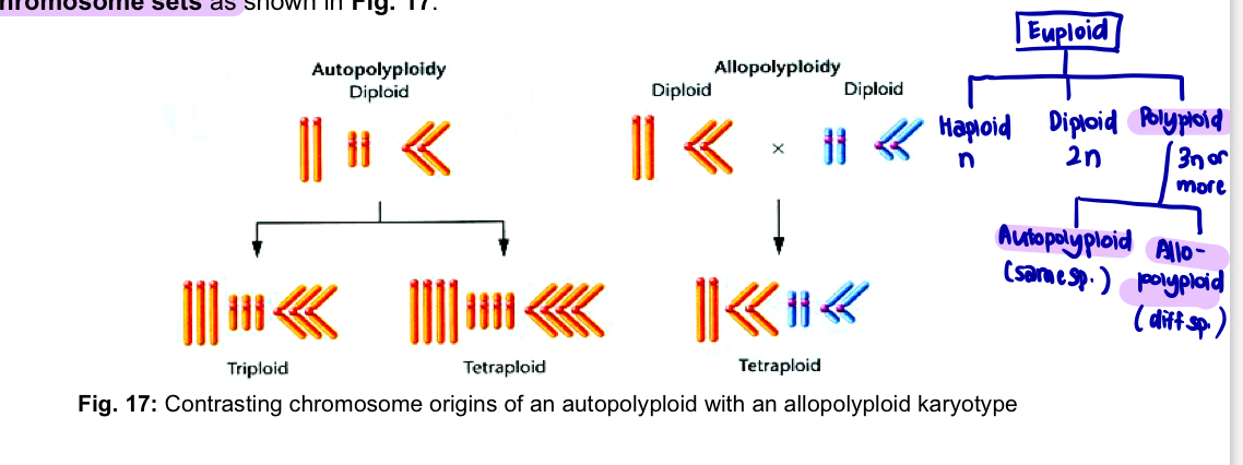 <ul><li><p><strong>Euploidy</strong> - instances where<u> multiples of the haploid chromosome </u>set are found</p></li><li><p><strong>Polyploidy</strong> - instances where <u>more than 2 multiples </u>of the haploid chromosome set are found</p></li><li><p>triploid - <strong>3n</strong> chromosomes</p></li><li><p>tetraploid - <strong>4n</strong> chromosomes</p></li><li><p>pentaploid - <strong>5n</strong></p></li><li><p>well known in lizards, amphibians and fish</p></li><li><p>more common in plants</p></li></ul><p>Can originate in 2 ways</p><ol><li><p><mark data-color="blue" style="background-color: blue; color: inherit;">addition of one or more extra sets of chromosomes</mark>, identical to the normal haploid component of the<u> same species </u>resulting in <strong>autopolyploidy</strong></p></li><li><p><mark data-color="red" style="background-color: red; color: inherit;">combination of chromosome sets from different species </mark>may occur as a consequence of <u>interspecific matings </u>resulting in <strong>allopolyploidy</strong> </p></li></ol><p></p><p><u>Autopolyploidy</u> </p><ul><li><p>autotriploids occur in a few ways </p></li><li><p><u>failure of all chromosomes to segregate</u> during meiosis divisions (first-division or second-division non-disjunction) can produce a <strong>diploid gamete </strong></p><ul><li><p>if such a gamete survives and is fertilised by a haploid gamete —> zygote with 3 sets of chromosomes (3n) </p></li></ul></li><li><p><u>2 sperms</u> may fertilise an ovum —> triploid zygote </p></li><li><p>produced under experimental conditions by <u>crossing with </u><strong>tetrapolyploids</strong> </p><ul><li><p>diploid organisms produce gametes with n chromosomes </p></li><li><p>tetraploids produce 2n gametes </p></li><li><p>upon fertilisation, the desired triploid is produced</p></li></ul></li><li><p>economically important triploid plants include several potato species of the genus Solanum, Winesap apples, commercial bananas, seedless watermelons, and the cultivated tiger lily Lilium tigrinum, which are propagated asexually </p></li><li><p>autotetrapolyploids are theoretically more likely to be found in nature than autotriploids due to their even number of chromosomes </p><ul><li><p> more likely to be found in nature than autotriploids due to</p><p>their even number of chromosomes. Unlike triploids, which often produce genetically unbalanced</p><p>gametes with odd number of chromosomes, tetraploids are more likely to produce balanced</p><p>gametes when involved in sexual reproduction. Tetraploid alfalfa, coffee, peanuts and McIntosh</p><p>apples are also of economic value due to either their larger sizes or more vigorous growth than</p><p>their diploid or triploid counterparts.</p></li></ul></li></ul><p></p><p><u>Allopolyploidy</u>  </p><ul><li><p>results from <u>hybridisation of 2 closely related species </u></p></li><li><p>if a haploid ovum from a species with chromosome sets AA is fertilised by a haploid sperm from a species sets BB —> resulting hybrid is AB </p></li></ul><p>A = a1, a2, … an </p><p>B = b1, b2, … bn </p><ul><li><p>hybrid plant may be sterile because of its inability to produce viable gametes </p><ul><li><p>this occurs when some or all of the a and b chromosomes are not homologous and thus are unable to synapse in meiosis </p></li><li><p>leads to unbalanced genetic conditions </p></li><li><p>however, if the new AB genetic combination undergoes a <strong>natural or induced chromosomal doubling</strong>, 2 copies of all <em>a</em> chromosomes and 2 copes of all <em>b</em> chromosomes present —> pair during meiosis —> fertile AABB tetraploid produced </p></li><li><p>since this tetraploid contains equivalent of 4 haploid gametes derived from two separate species = <strong>allotetraploid</strong> </p></li></ul></li><li><p>when both species are known - <strong>amphidiploid</strong> (equivalent term) </p></li></ul><p></p>