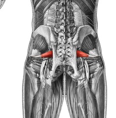 <p>branches of spinal nerves S1, S2</p>