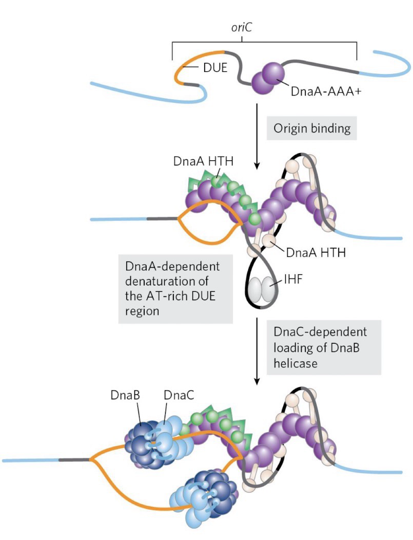 <ol><li><p>Many <strong>DnaA</strong> proteins bind <strong>ATP</strong> and become active, they bind to <em>oriC</em> and create a helical shape, causing a positive supercoil that results in DNA denaturation at <strong>DUE</strong></p></li><li><p><strong>DnaC</strong> binds ATP and loads a<strong> DnaB helicase </strong>at both ends of the <strong>replication bubble</strong>; Helicase leads replication fork 5’ → 3’ via ATP; DnaC dissociates </p></li><li><p><strong>DNA polymerase</strong> and additional proteins are added to DnaB helicase</p></li><li><p>ATP on DnaA is hydrolyzed and it dissociates; DnaA is very slow to release ADP (regulation of initiation)</p></li></ol><p></p>