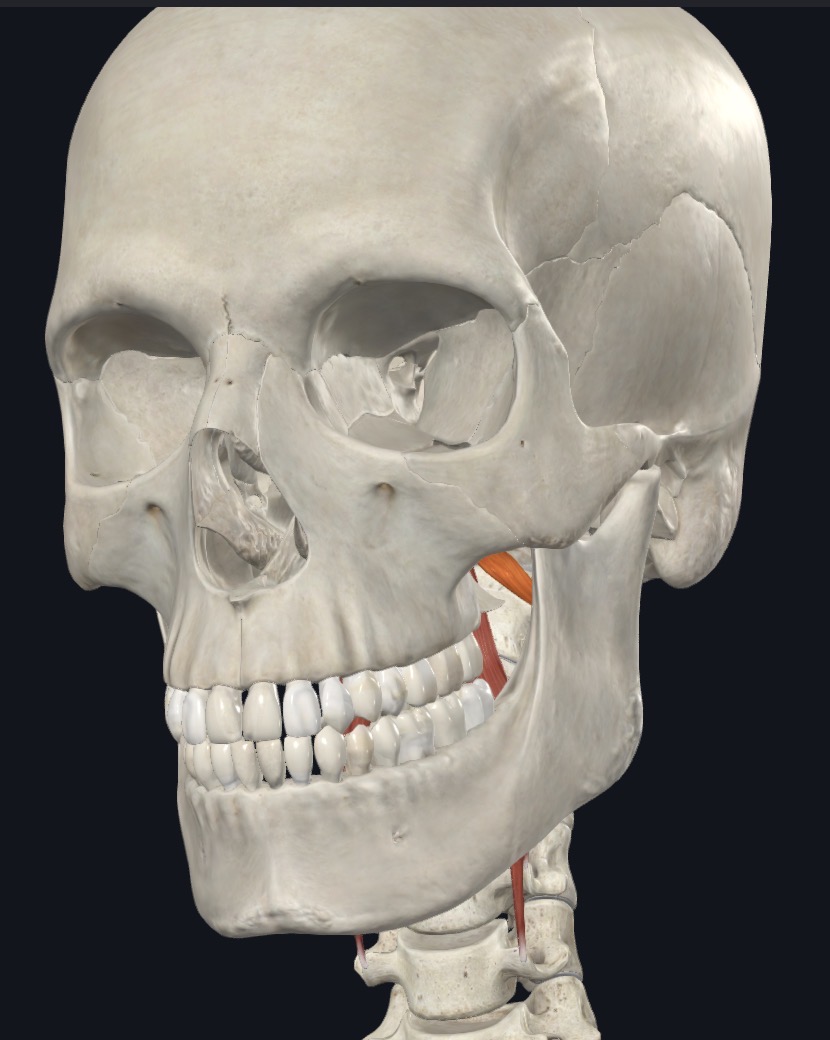 <p>Flex head</p>