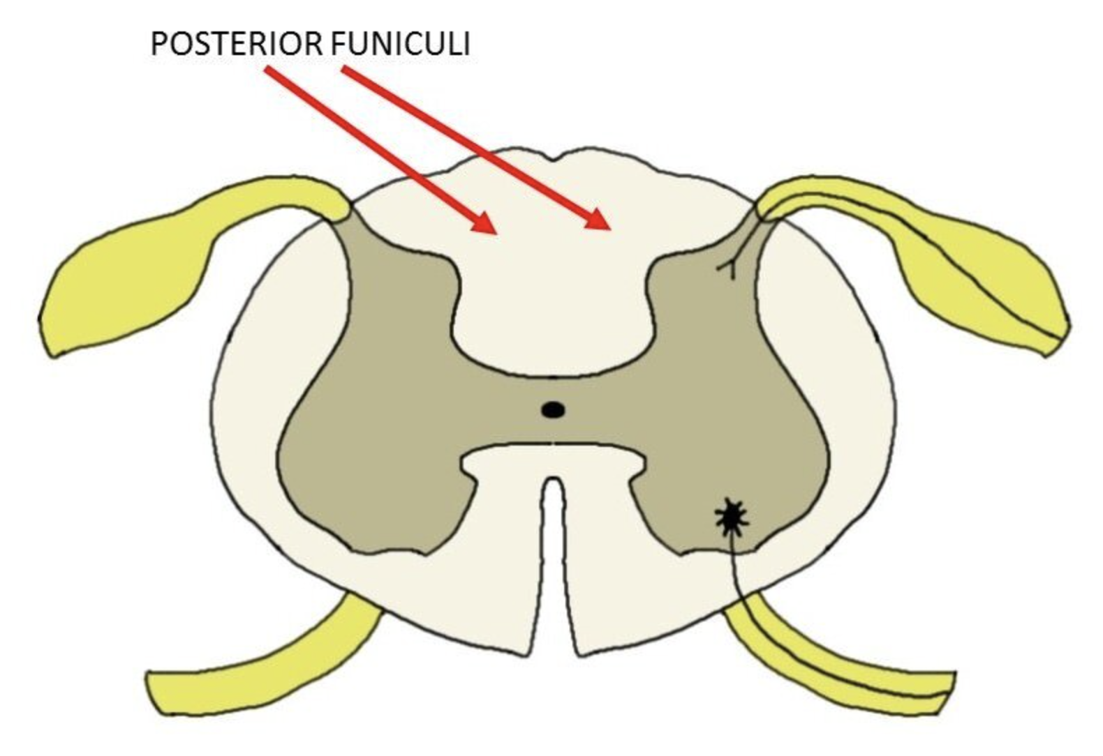 <p>POSTERIOR FUNICULUS’ function SENSORY, MIXED or MOTOR?</p>