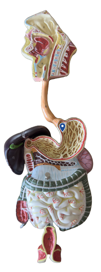 <p>Name this region of the stomach.</p>