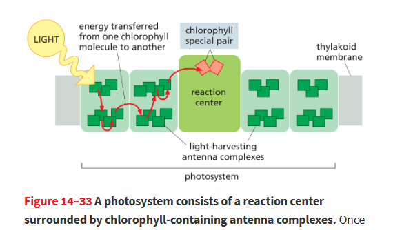<p>a chloropyll dimer which holds its electrons at a lower energy than antennae chlorophylls, so energy transferred to it gets trapped in there</p><ul><li><p>h-energypositioned next to electron carriers in rxn center that accept the high electrons</p><ul><li><p>electron transfer creates <strong>charge separated state</strong> which converts light energy → chemical energy</p></li></ul></li></ul><p></p>