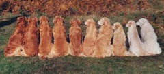 <p>What causes the same animal to have different coloring in terms of how melanocytes work</p>