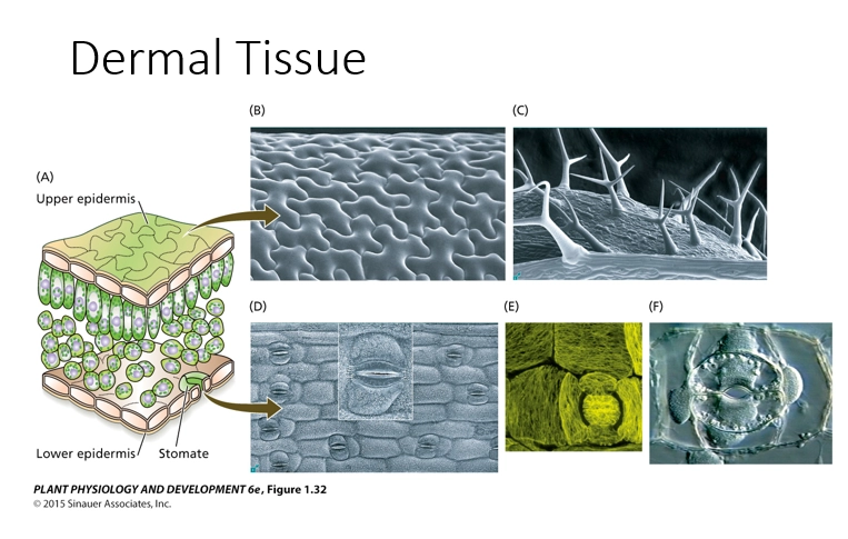 <ul><li><p>large amount of cells, defined by the outer part of the plant </p></li></ul><p>(Epidermal Cells)</p><ul><li><p>forms the upper and lower epidermis (waxy coverying of the plant)</p></li><li><p>upper epidermis is made of puzzle-shaped cells due to secondary cell wall structures, that enable efficient organisation and protection of the plant</p></li><li><p>found on both organs - above ground elements of the plants on leaves and stems, and on below ground root systems</p></li></ul><p>(Stomata / Guard Cells)</p><ul><li><p>allows exchange of gases and water between the plant and outer world - these are pore structures that span through the epidermal layers</p></li><li><p>more accurately, these are the guard cells - as stomata is the whole structure (the pore), while guard cells are the actual living cells that regulate and form these pores</p></li></ul><p>(Trichomes)</p><ul><li><p>tiny potrusions of the upper epidermis, hair-like structures, elongated</p></li><li><p>may have one tip or branching, may have a round tip or pointed, may have metabolic compounds contained for protection (e.g. if broken, will release toxins - e.g. nettle)</p></li></ul><p></p>