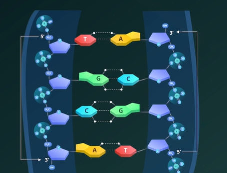 <p>They are the terminal ends of the DNA strands</p><p>5th C has the phosphate group attached to it  while 3rd C have the OH group attached to it. </p><p>5’ end begins the strand with a phosphate group attached to the 5th carbon on the first nucleotide and 3’ end terminates the strand with OH group attached to the 3rd carbon of the last nucleotide</p>