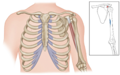 <p>What is the insertion of the coracobrachialis?</p>