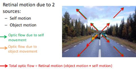 <p>self motion and object motion</p>