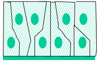 <p>What type of layering</p>