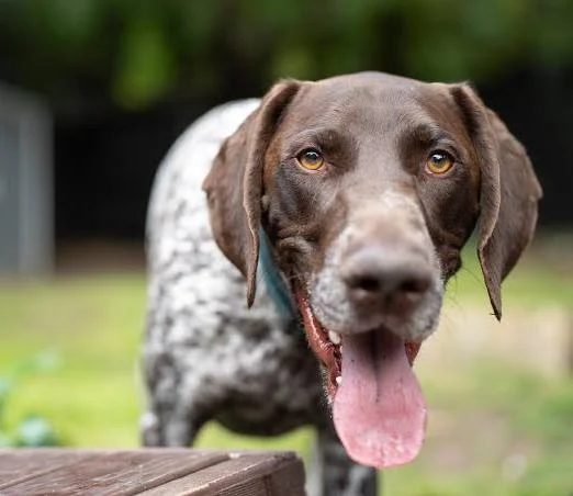 <p>German Shorthaired Pointer</p>