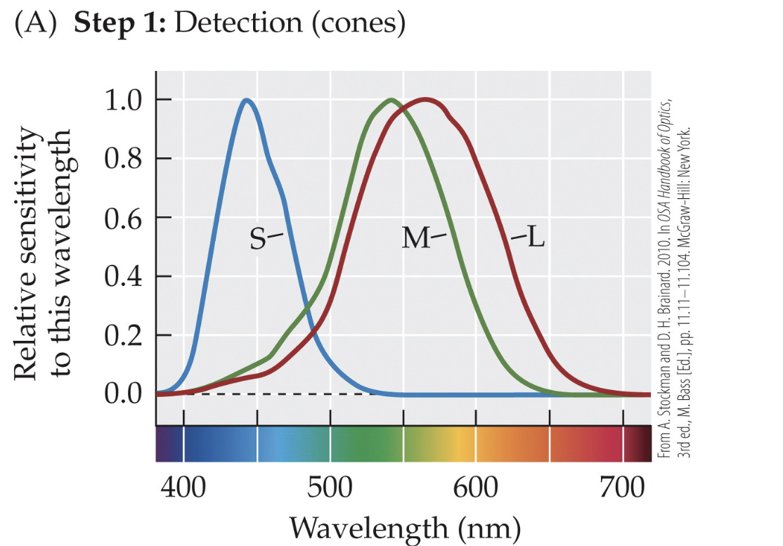 <p>Cones are most closely tied to which step of visual processing?</p>
