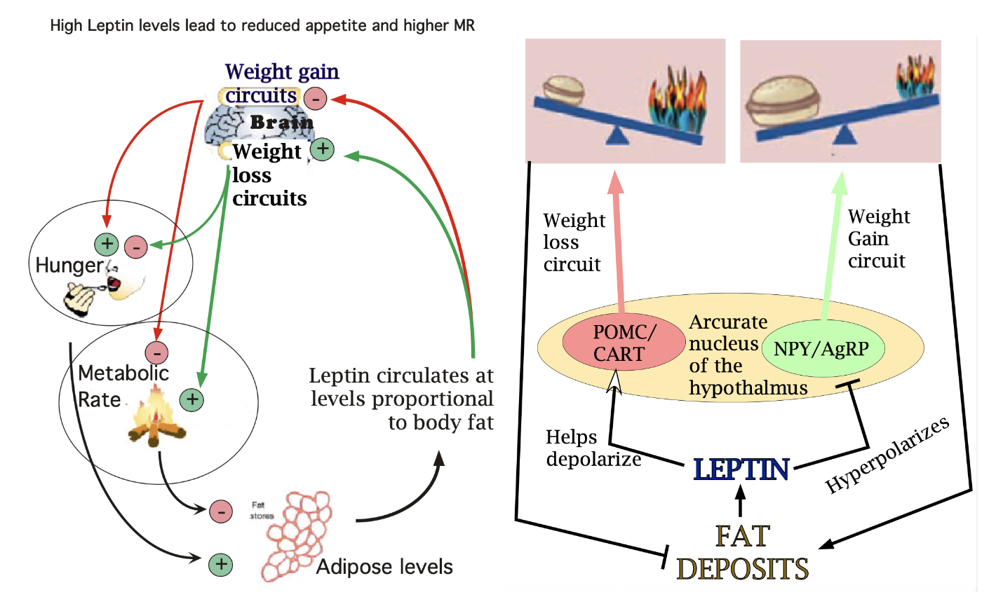 <p>Weight Gain/Loss Circuit</p>