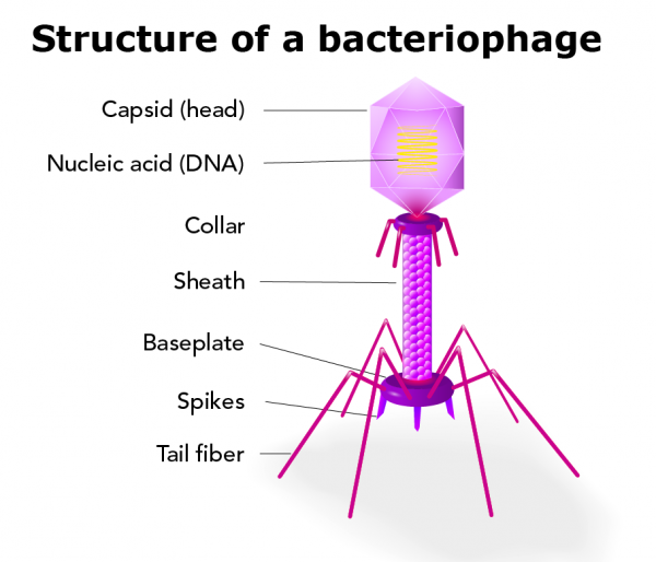 <ul><li><p>Very diverse group</p></li><li><p>The best studied are those that infect enteric bacteria (<em>E. coli</em>, <em>Salmonella enterica</em>) </p></li><li><p>Usually naked, although some can have lipid envelopes </p></li><li><p>Structurally complex and contain heads, tails, and other components </p></li><li><p>Most phages have dsDNA genomes </p></li></ul><p></p>