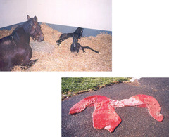 <p>Describe this pregnancy</p>