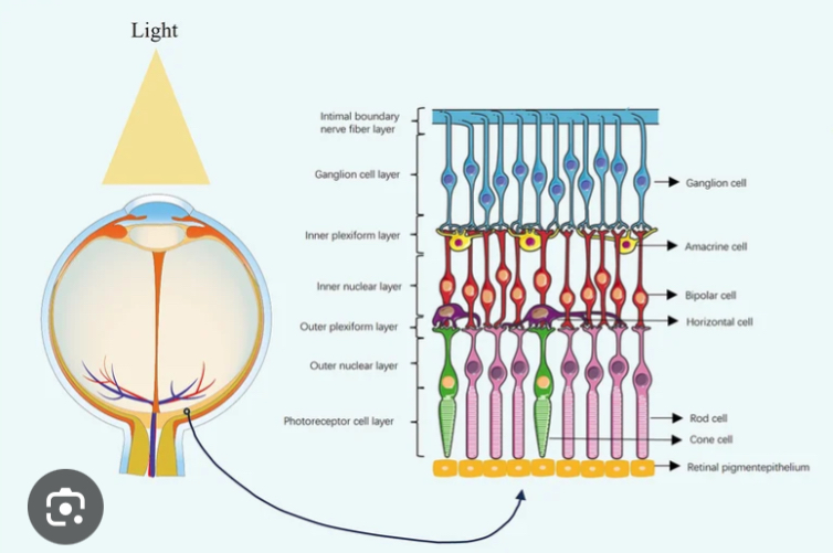 <p>What signal pathway is shown?</p>