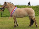 <p>welk type paard is dit</p>