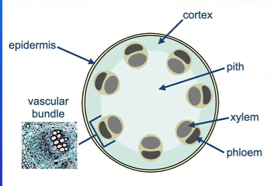 <p>What is found in a stem cross section</p>