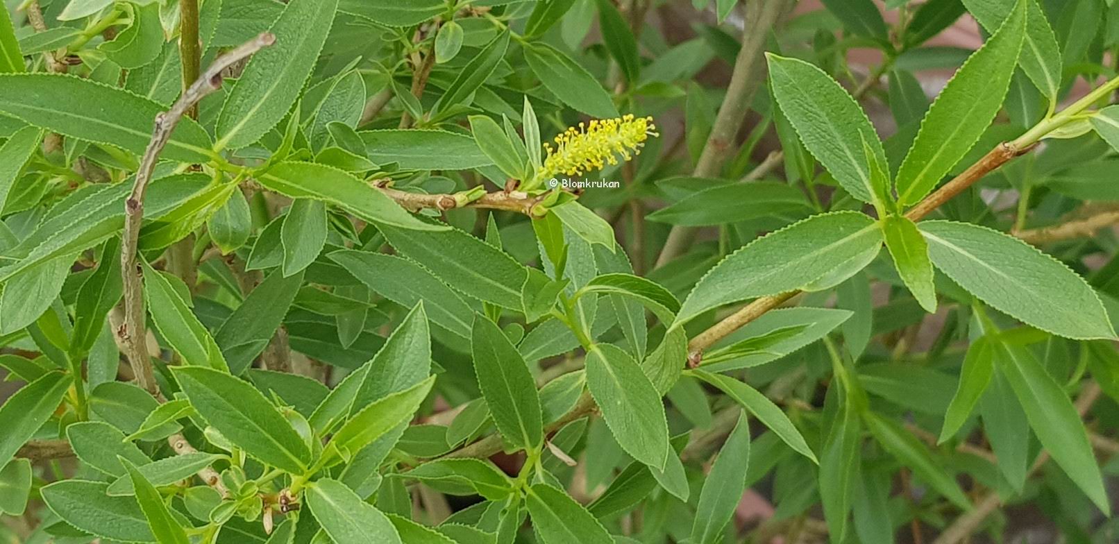 <p>Salix euxina ’Bullata’</p>