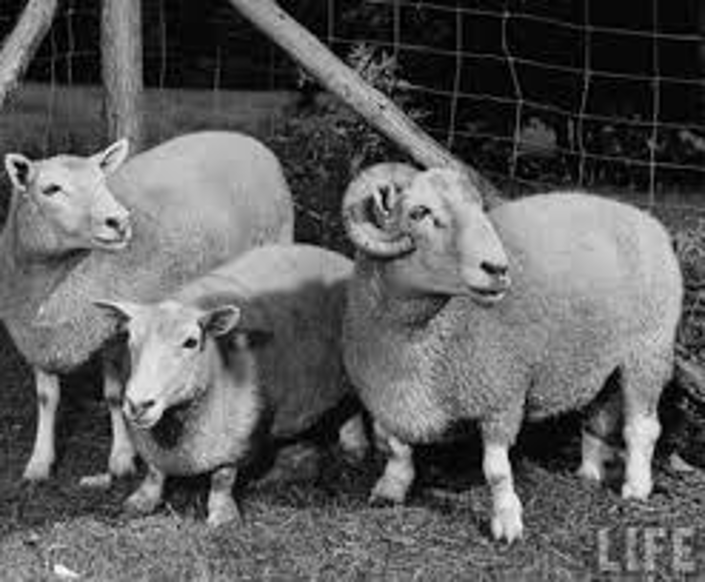 <p>Breed affected: Cheviots</p><p>Appearance: Deformed, short legs that turn out</p><p>-Heterozygotes are normal</p><p>Test: N/A</p>