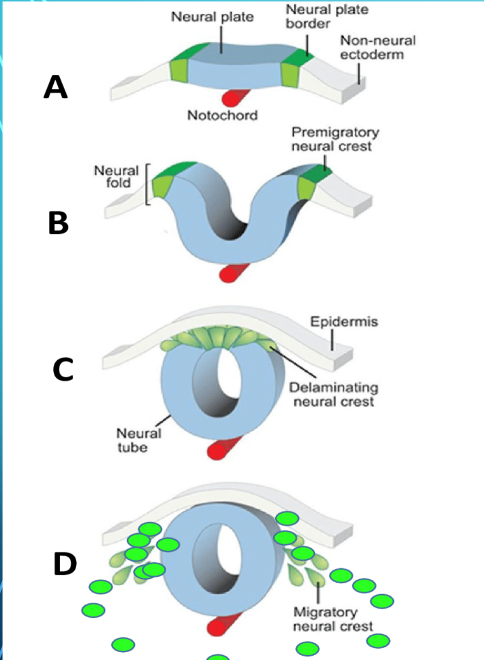 <ul><li><p>Process by which the Ectoderm [guided by the notochord] forms the neural plate </p></li></ul><p></p><ul><li><p>Which then bends upward and fuses → neural tube</p></li></ul><p></p>