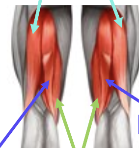 <p>what are the purple arrows pointing to</p>