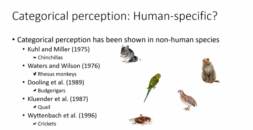 <p>Is categorical perception human specific?</p>