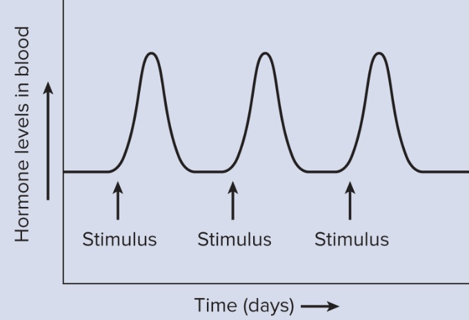 <p>Episodic hormone secretion </p>