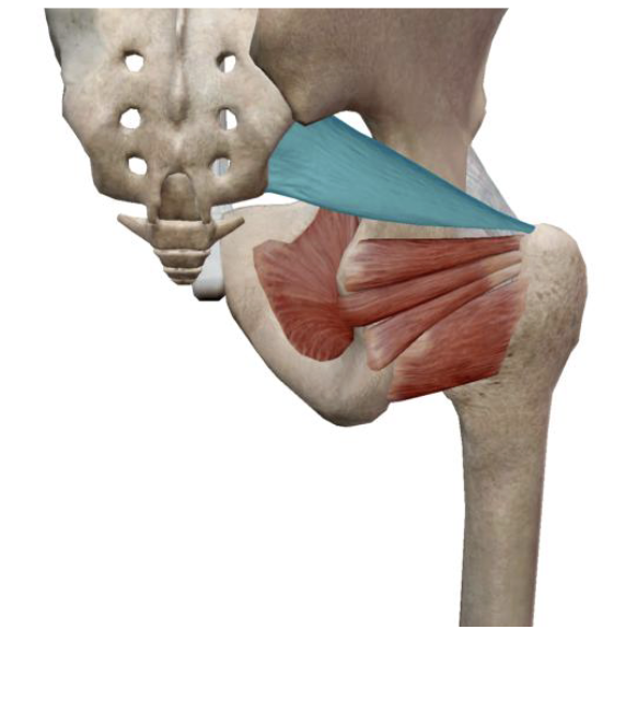 <p>what is the name, action, and innervation of this muscle?</p>