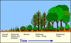 <p>the gradual regrowth of an ecosystem over time</p>